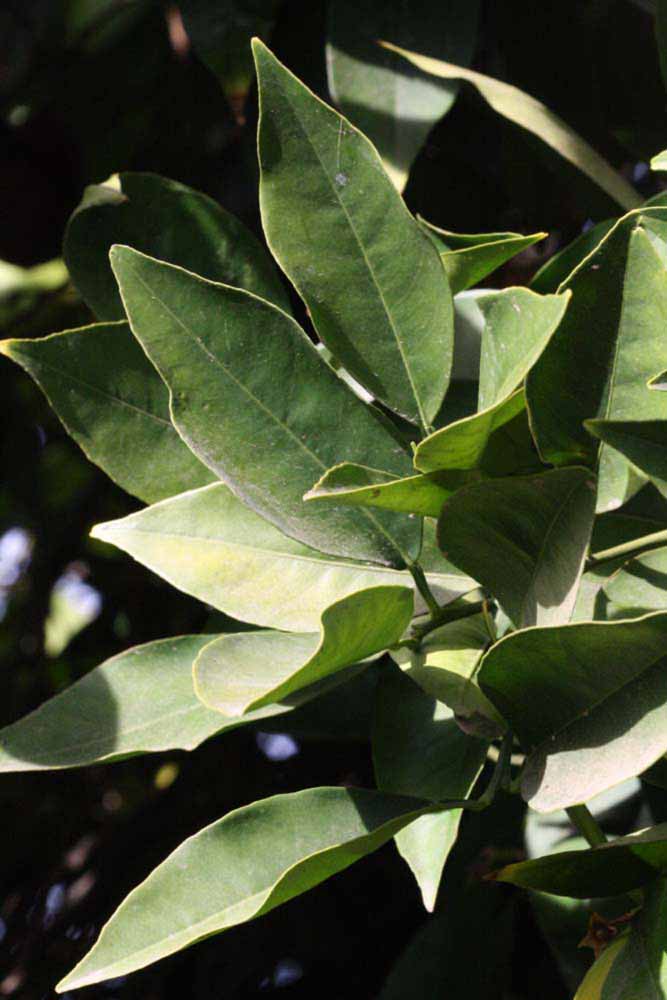            Sun leaves (Riverside, CA)   